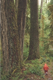 These old-growth forests in the Cascades may exceed 500 years old / Credit: Matt Betts